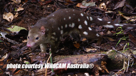 spotted quoll tailed paluma scat
