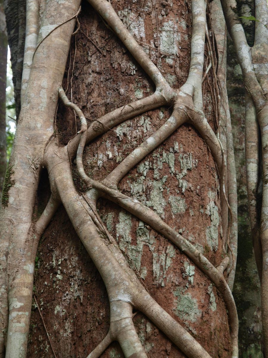 Rainforest Tree of the Month, September 2020 Strangler Figs Paluma