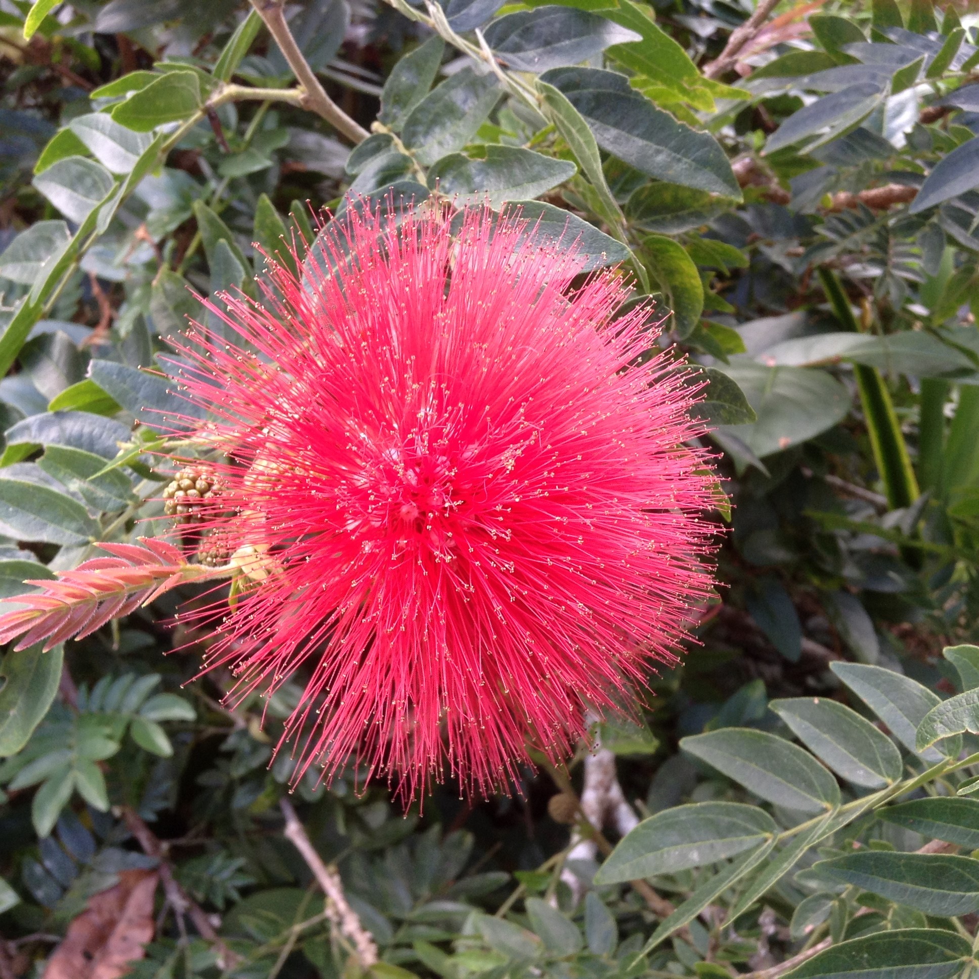 What’s Flowering in Paluma? Calliandra; Red Hot Poker – Paluma – our ...