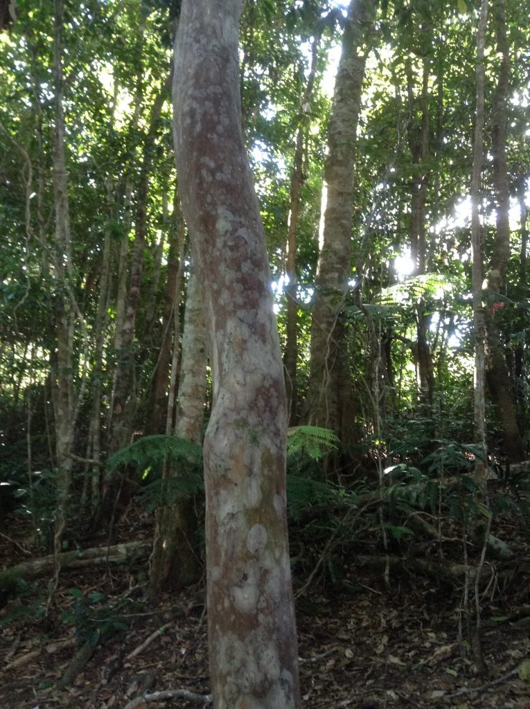 Rainforest Tree of the Month (May 2018): Python Tree – Paluma – our ...