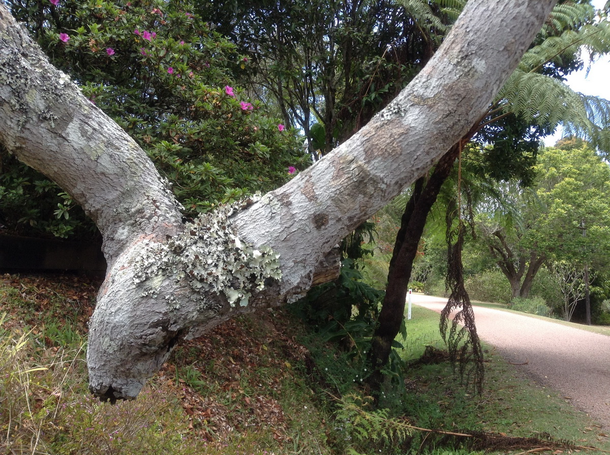 Alphy Tree Rainforest Tree of the Month, October 2018 – Alphitonia petriei ...