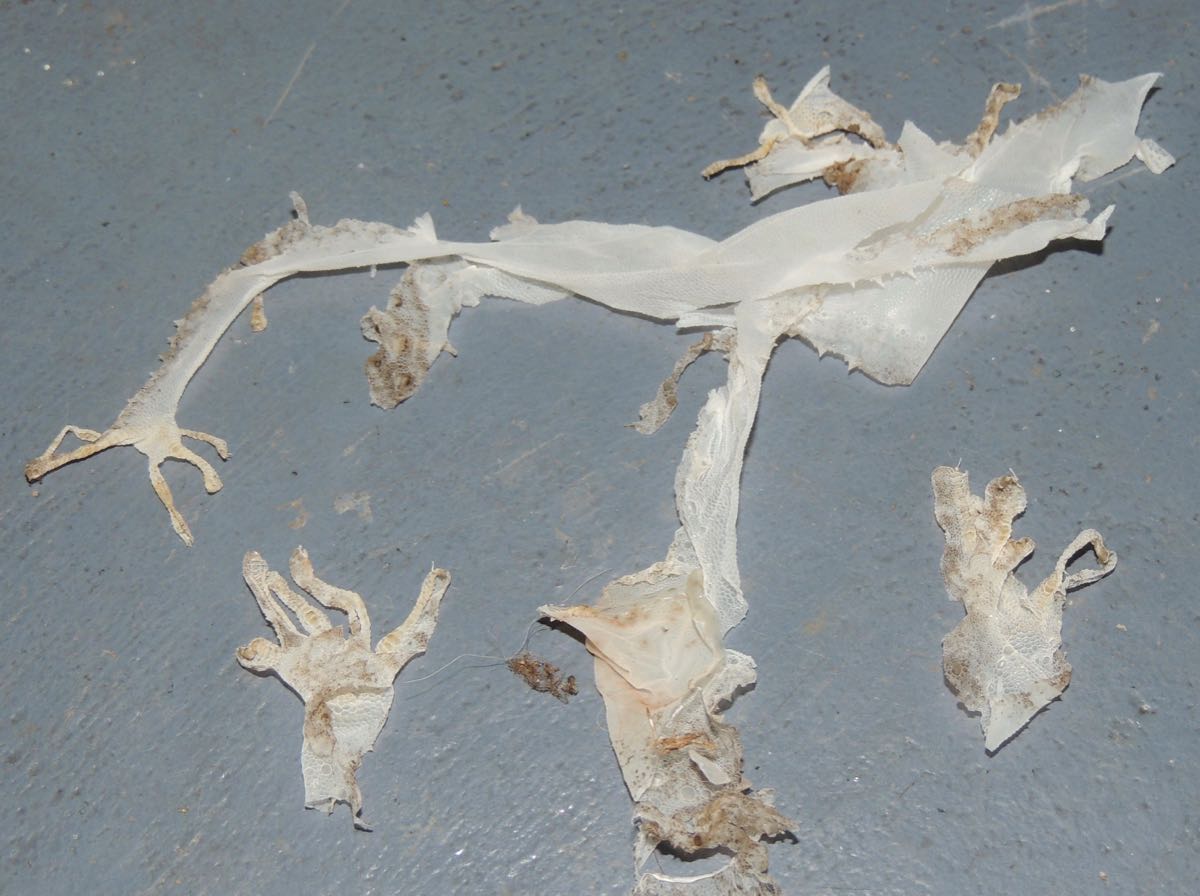 Geckos Skin Sores Pictures
