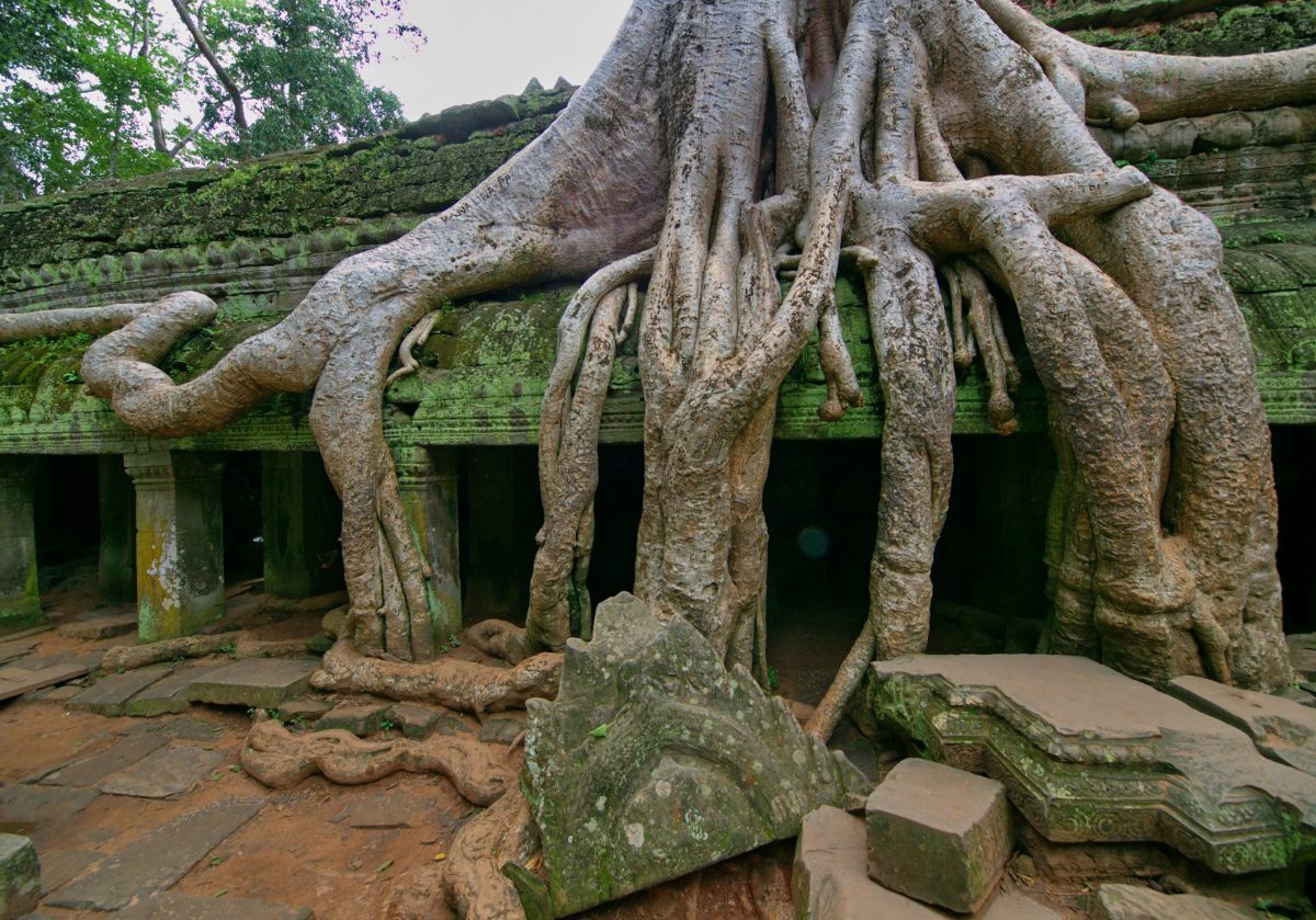 Angkor Wat's Strangler Figs