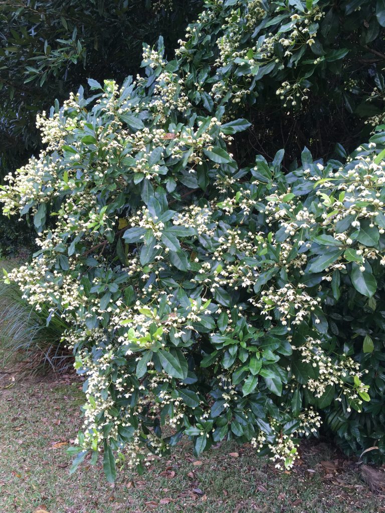 What S Been Flowering In The Forest Paluma Our Village In The Mist