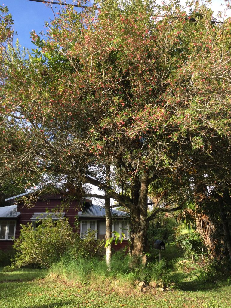 syzygium paniculatum brush cherry