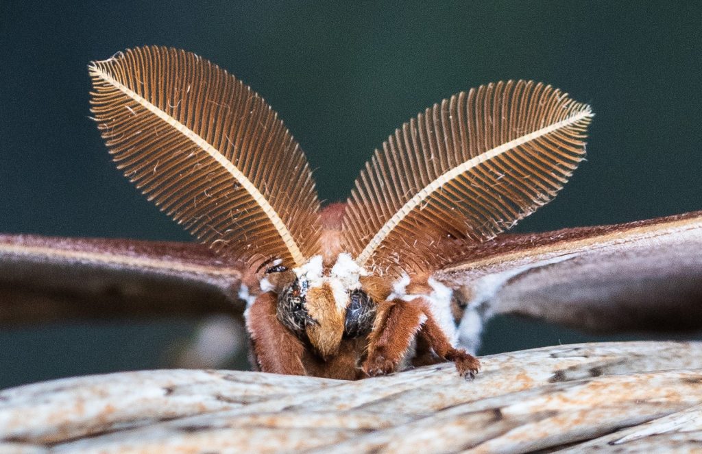 The Hercules Moth: The Moth That Doesn't Eat - Australian