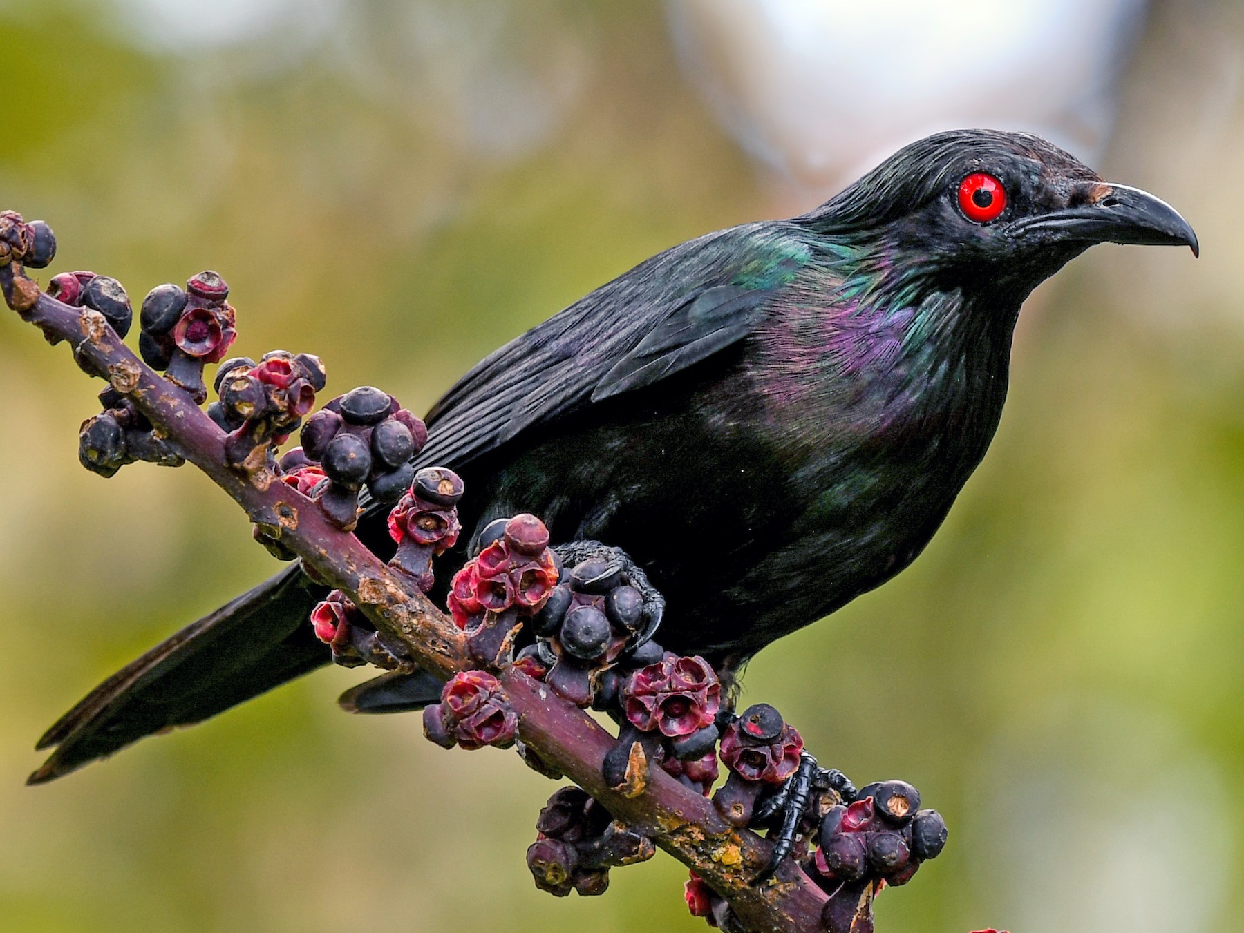 have-you-seen-the-metallic-starling-paluma-our-village-in-the-mist