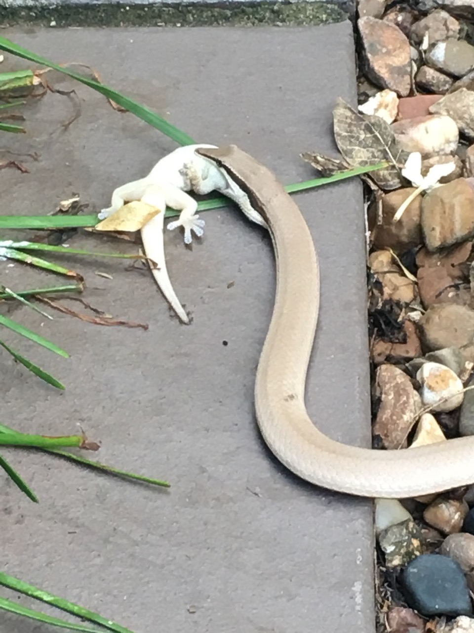 Burtons Legless Lizard