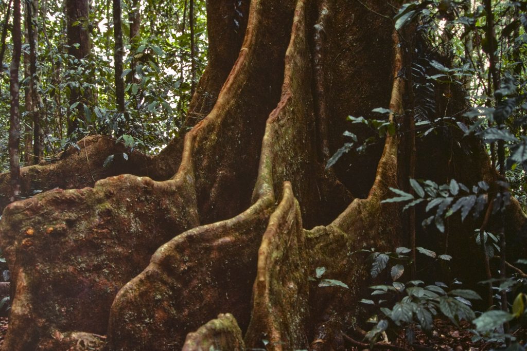 Old Quandong tree on track to Witts Lookout