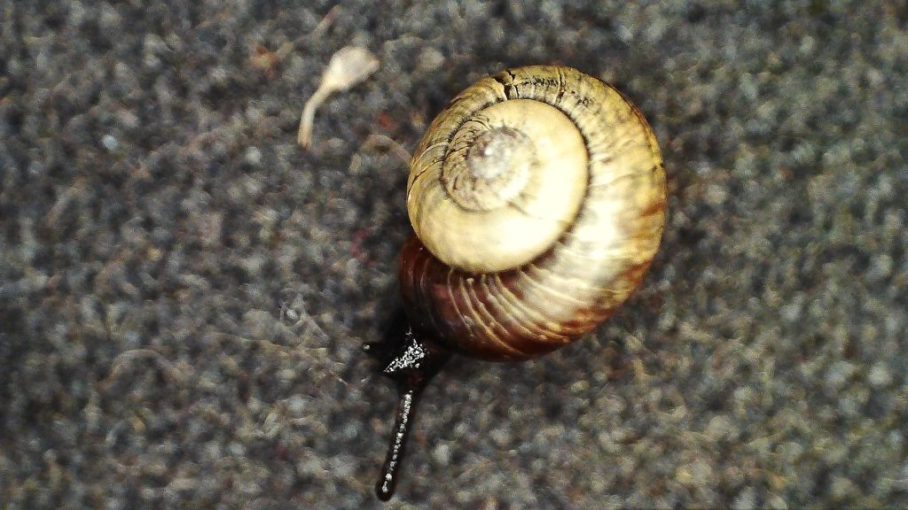 Snail