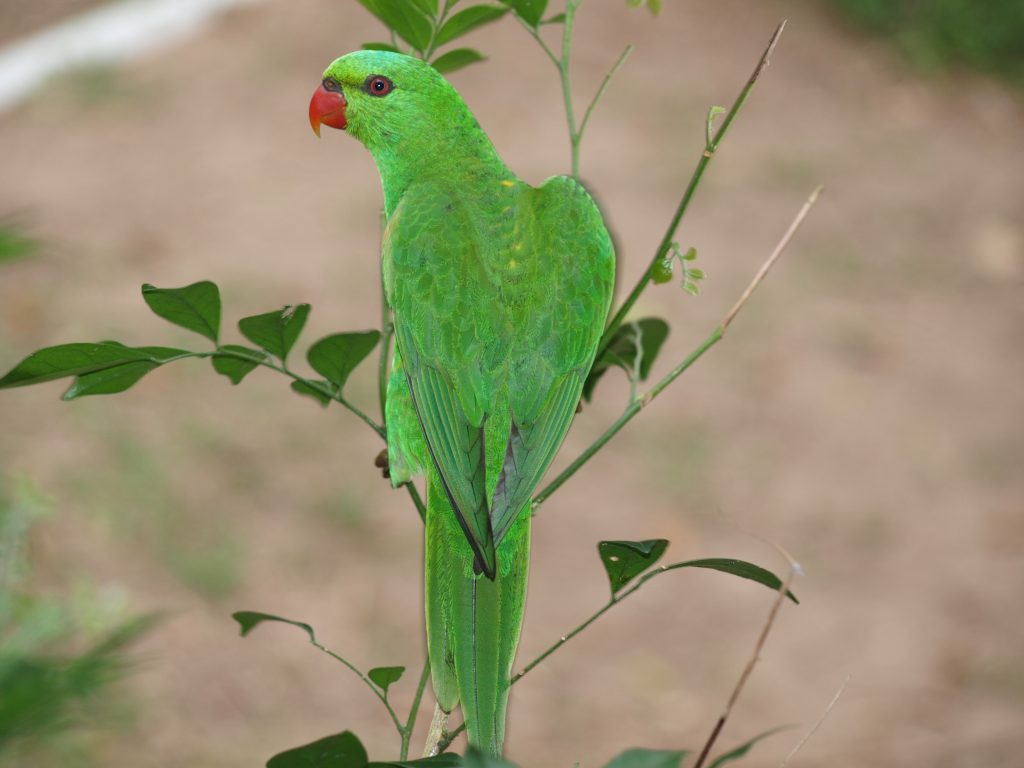 Looking good in green
