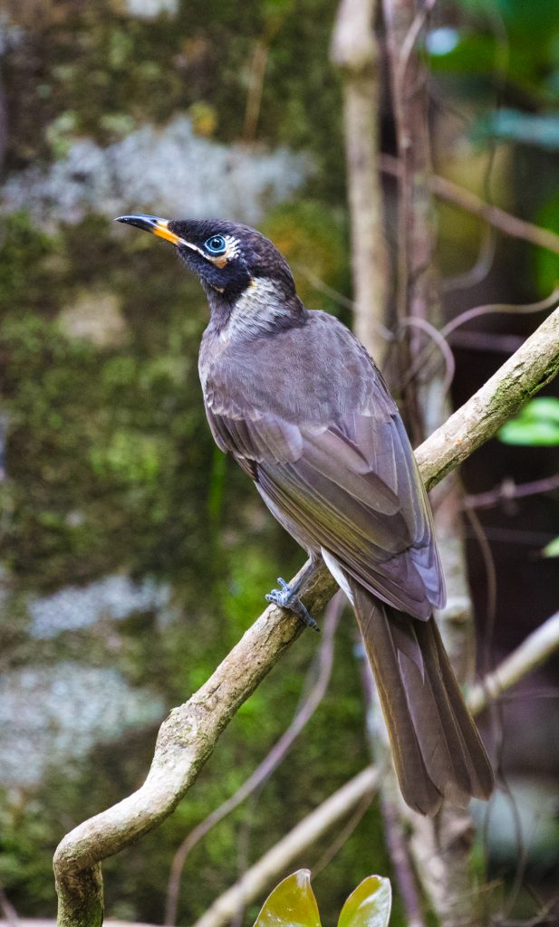 Bridled Honeyeater