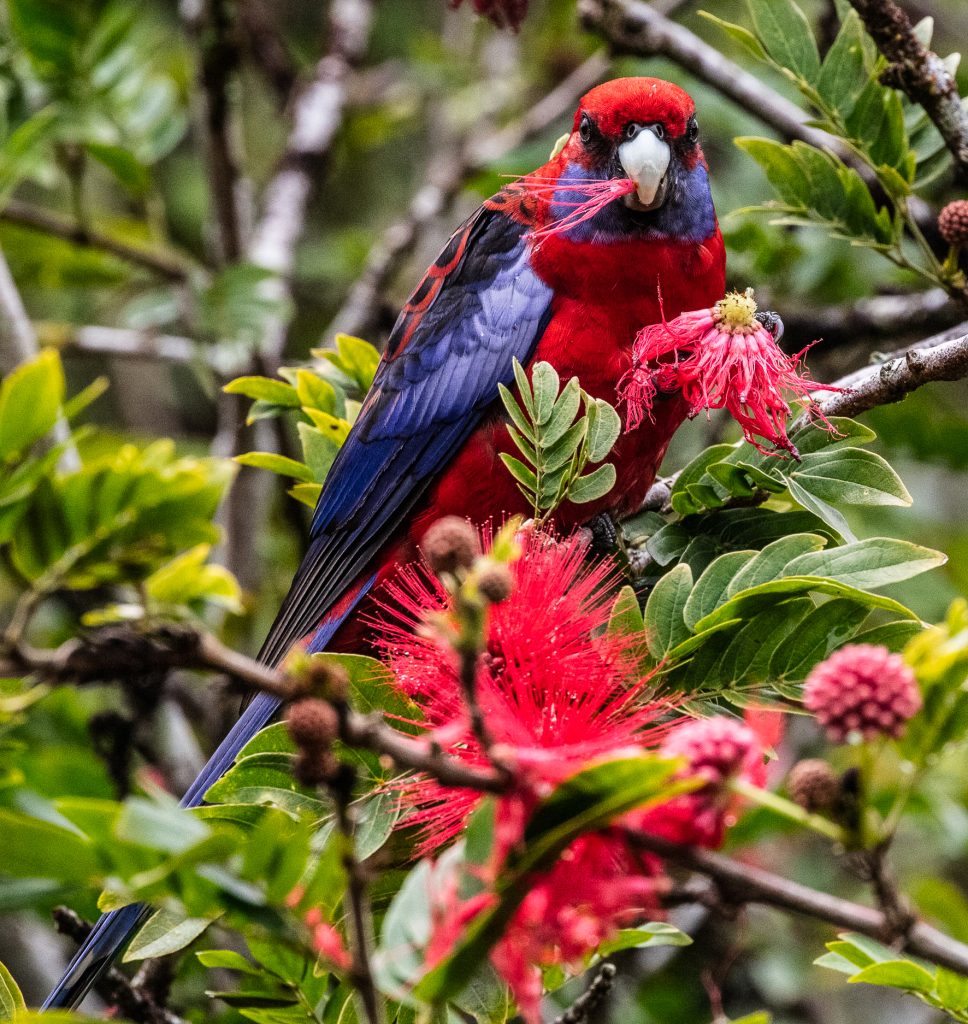 Crimson rosella