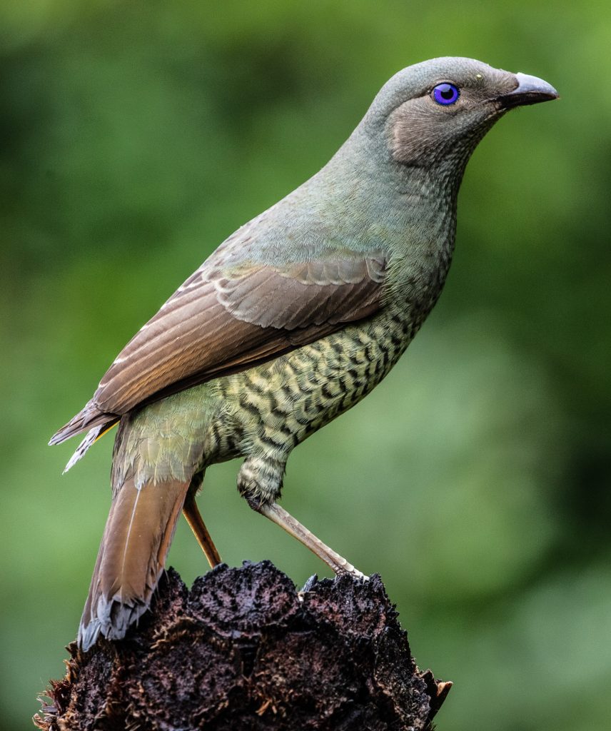 Female satin bower bird
