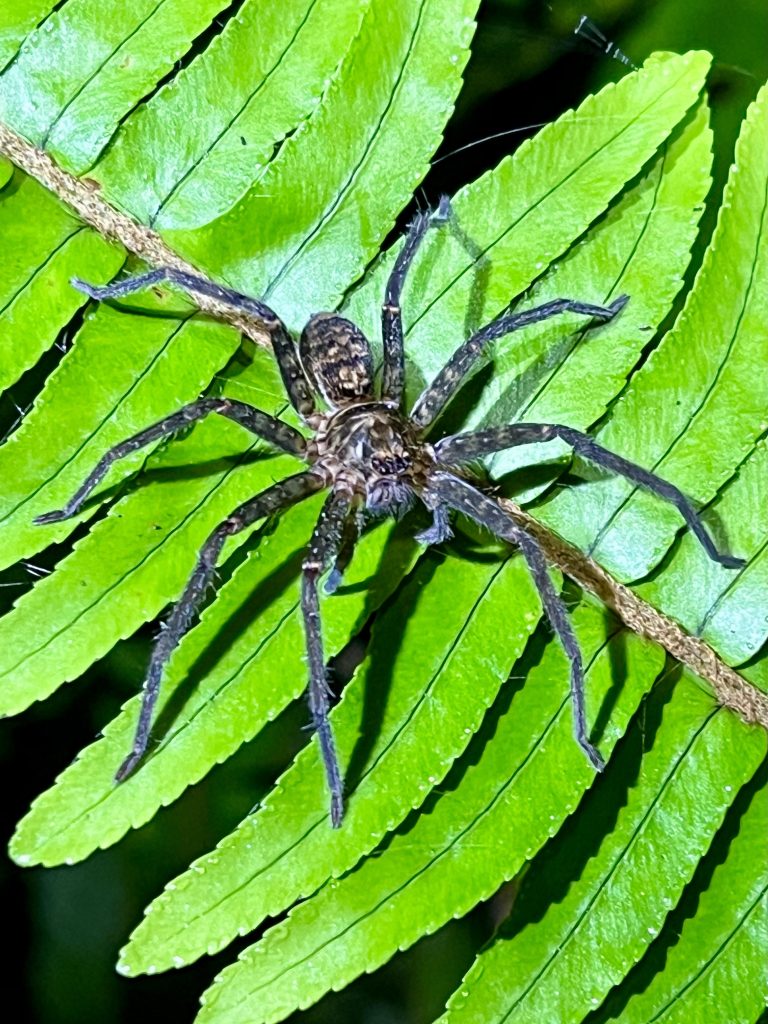 Nighttime critters 2