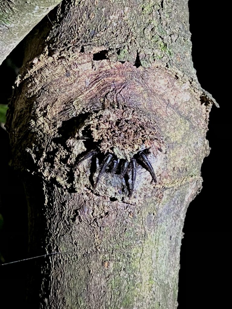 Nighttime critters 3