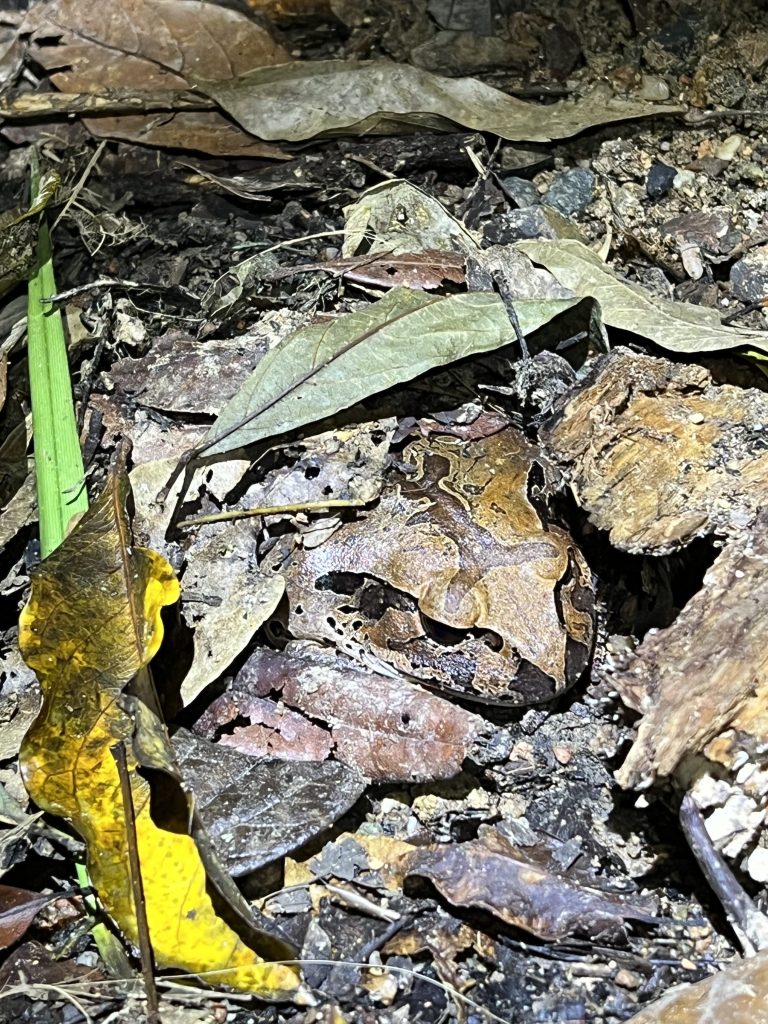 Nighttime critters 1