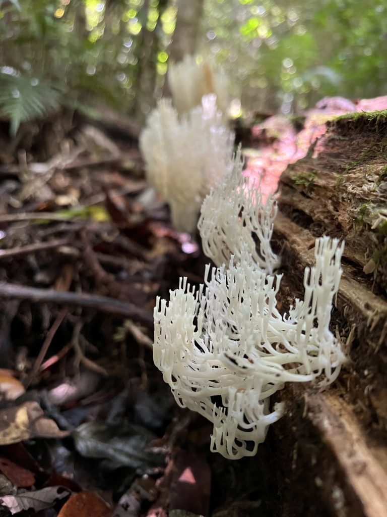Fungi Love 2