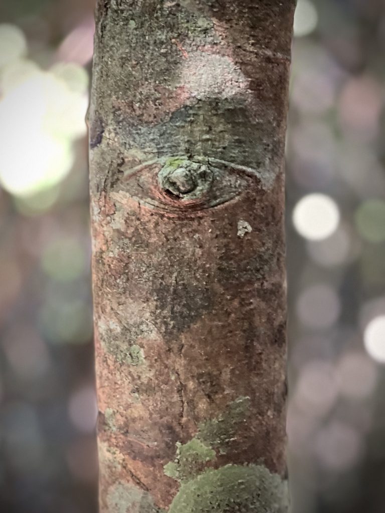 I’ve Got My Eye On You