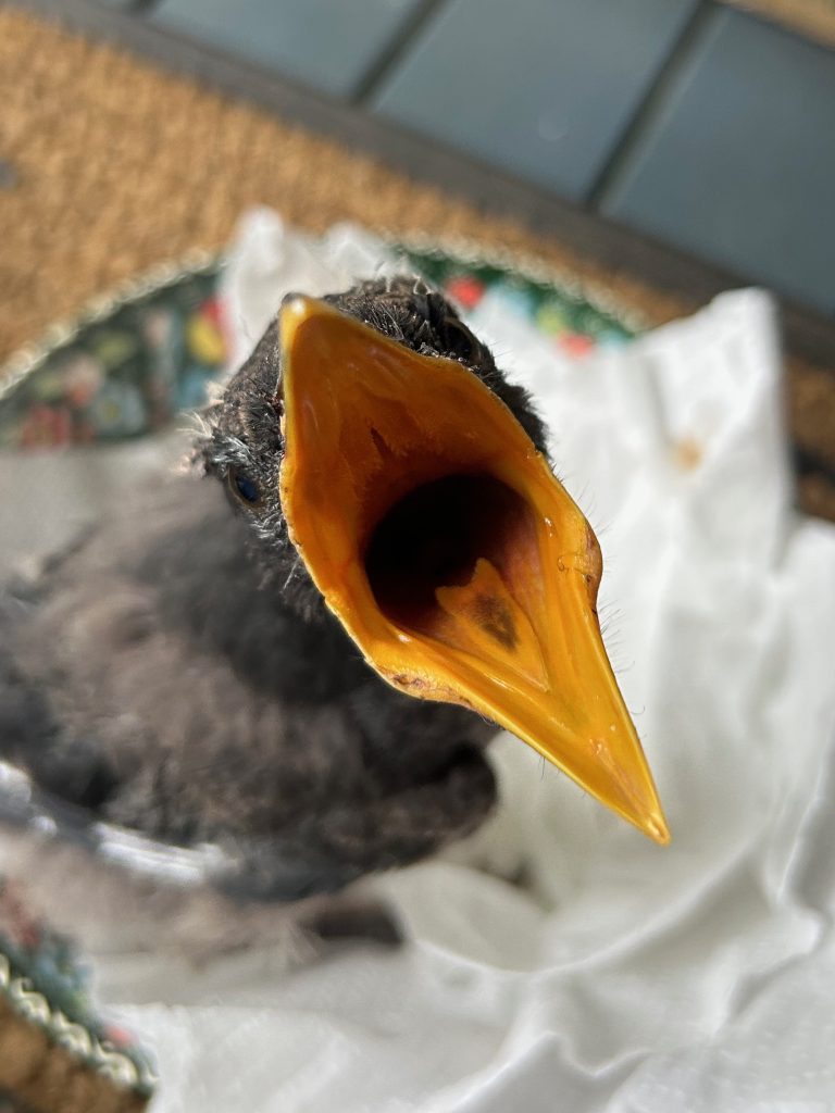 'Smithy' the currawong