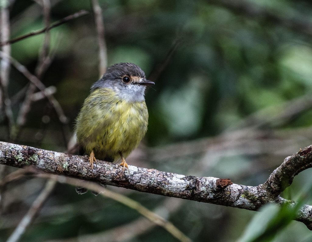 Pale yellow robin