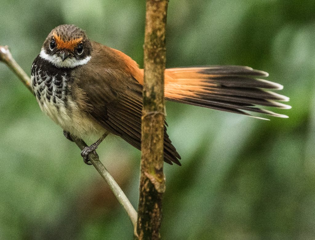 Rufous fantail