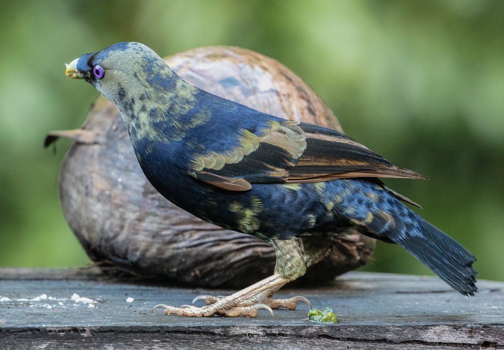 Male satin bower bird mid-change