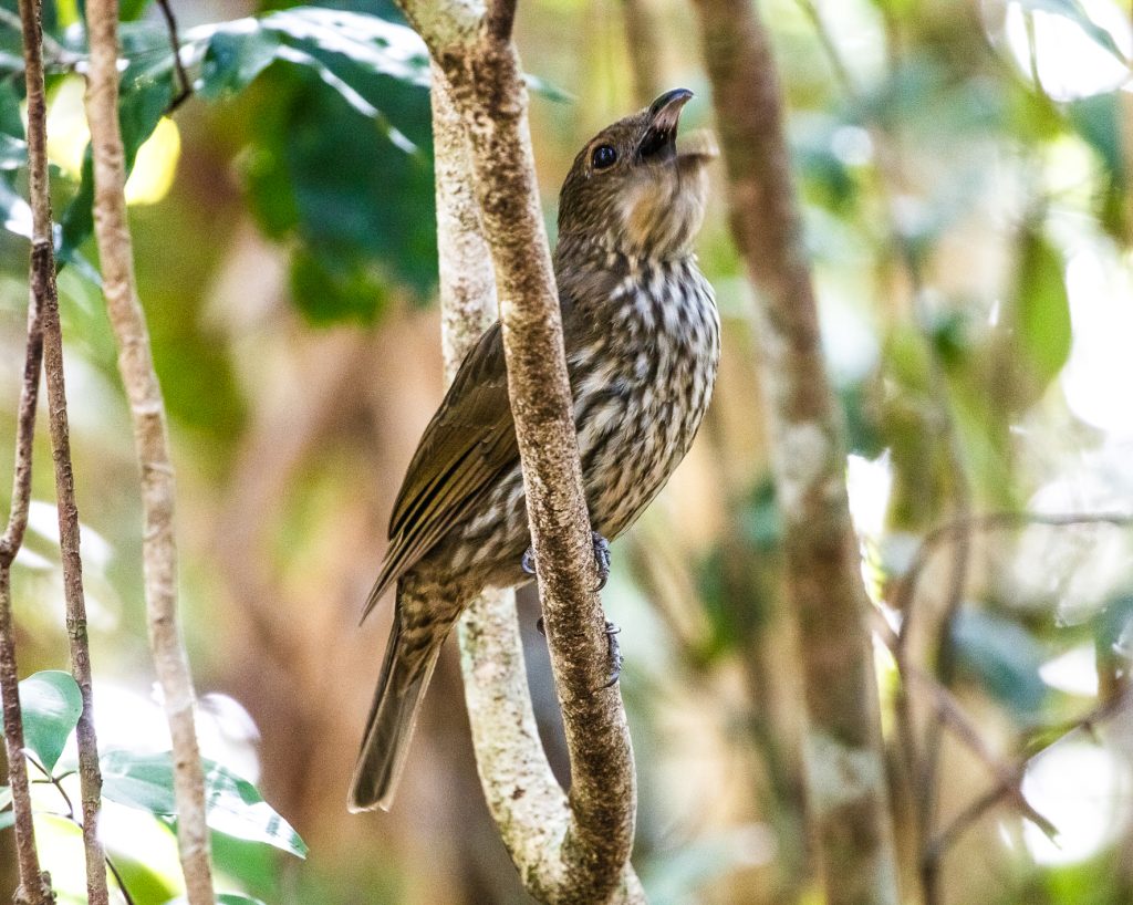 Tooth-billed bowerbird.