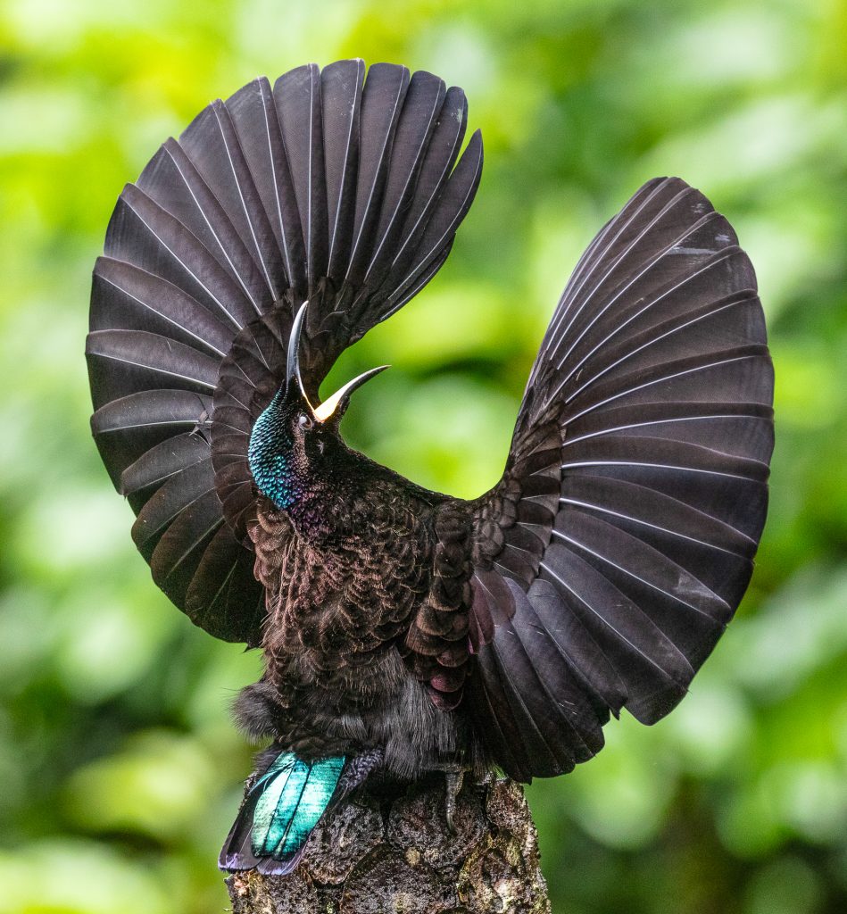 Male Victoria Rifle Bird