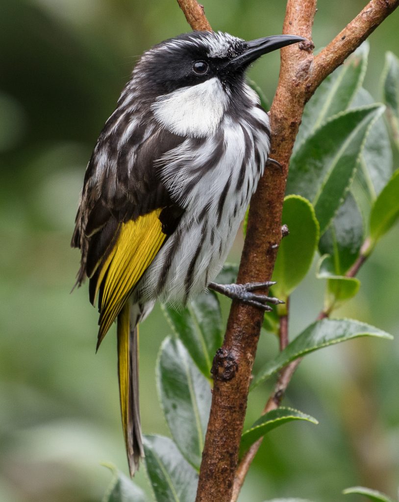 White cheeked honey-eater