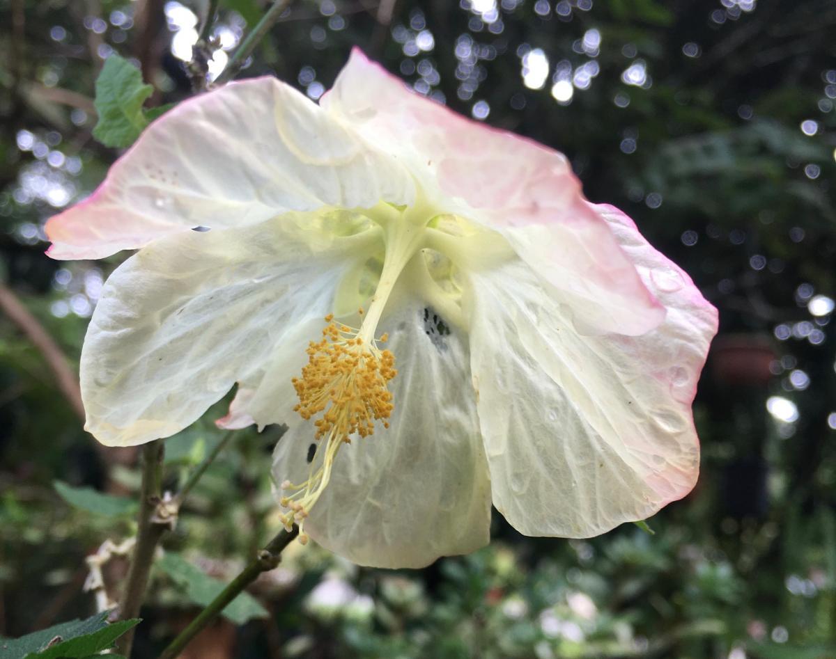 Abutilon (Chinese lantern 2)