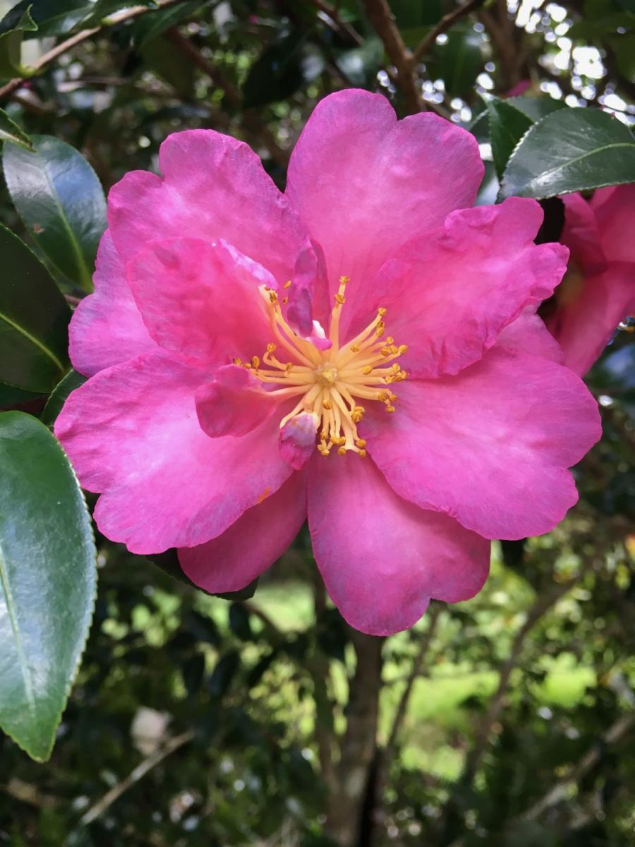 Camellia Variety