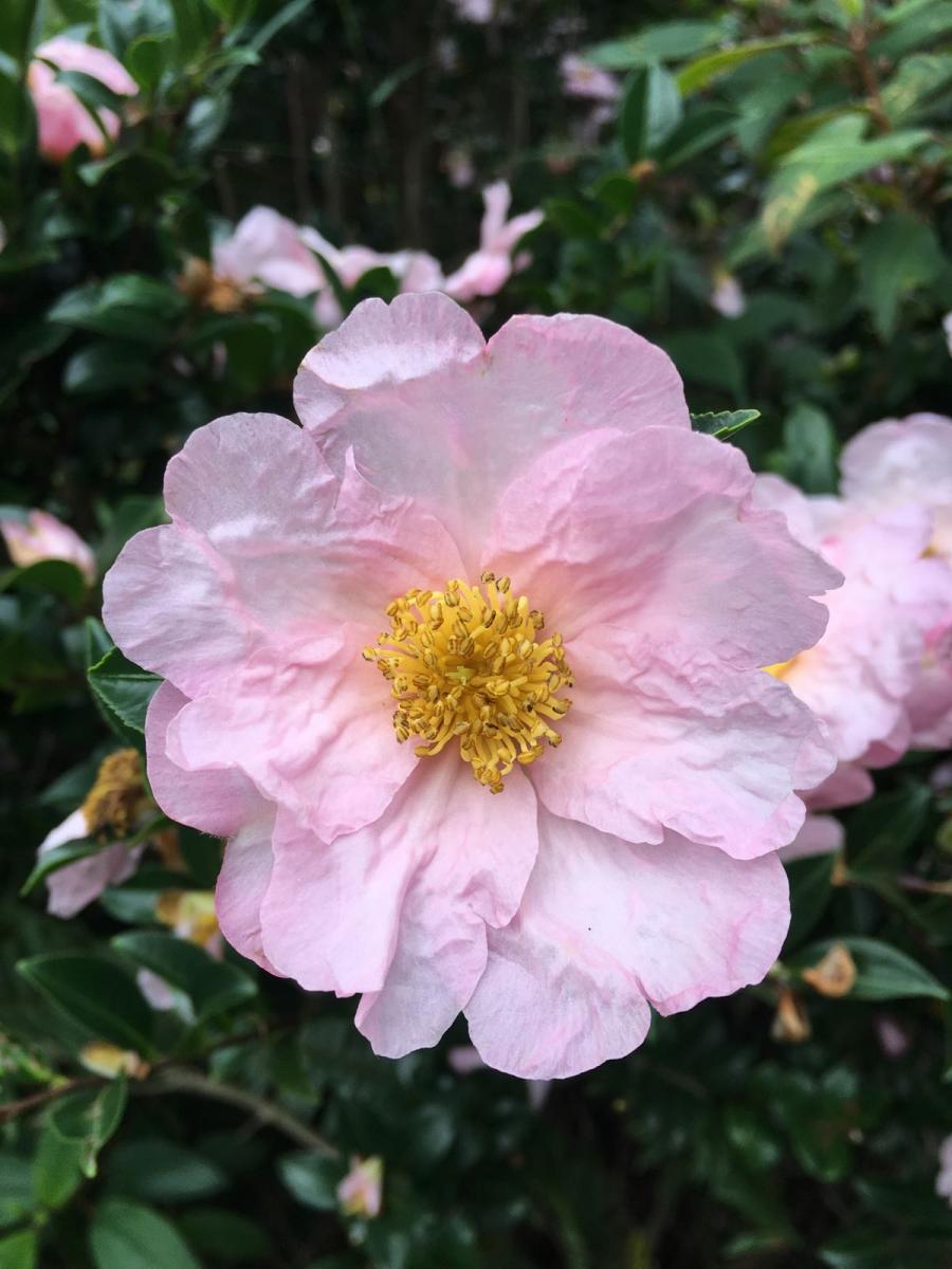 Camellia Variety