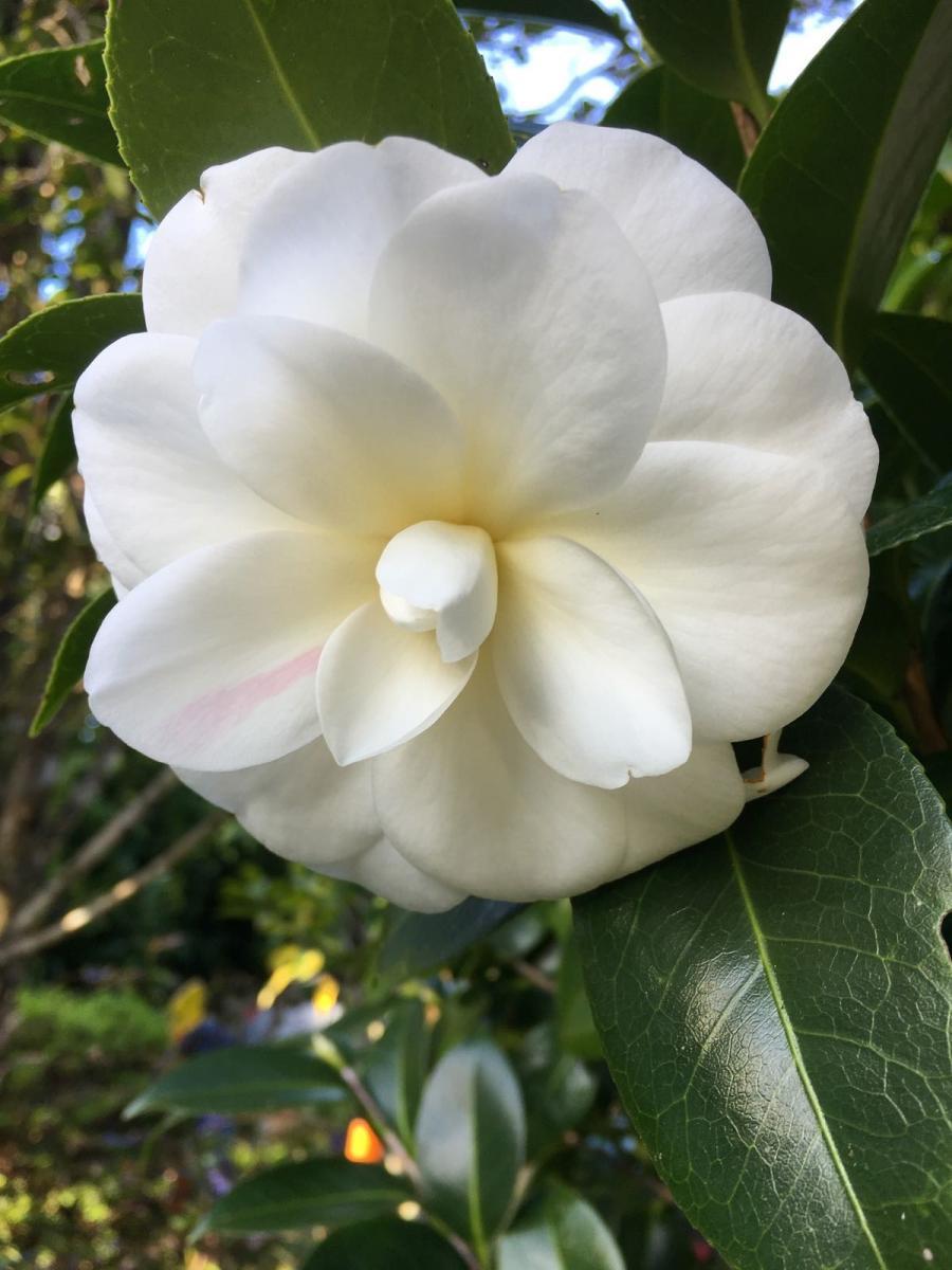 Colwyn Campbell's Camelia