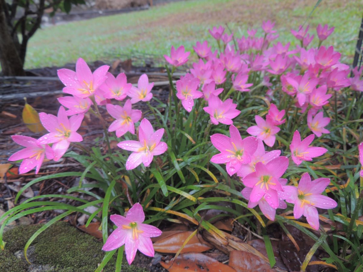 Rain Lily (Zephyranthes) variety