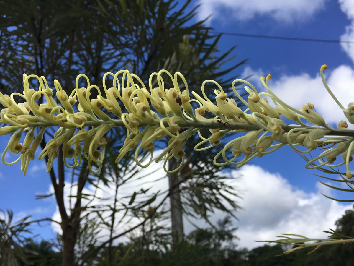 Grevillea Moonlight