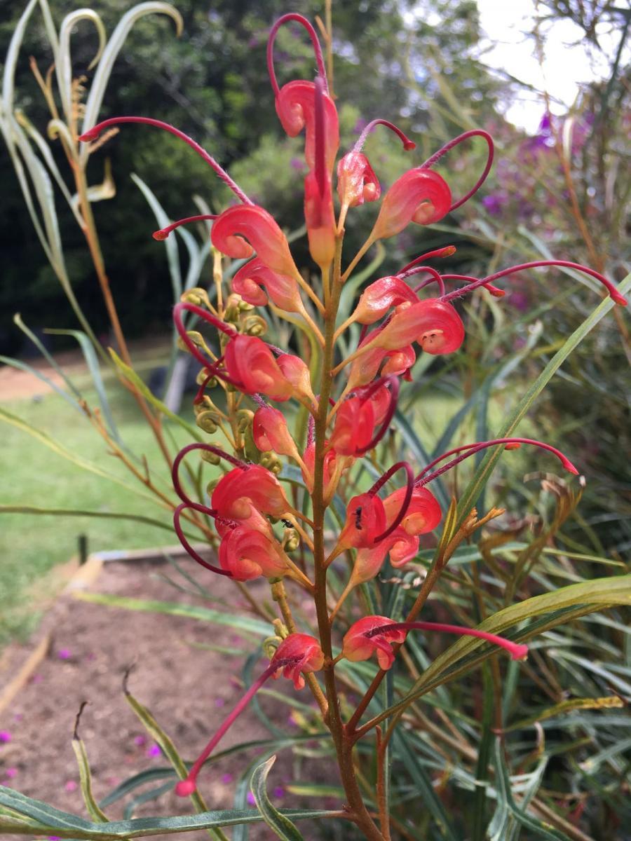 Grevillea variety