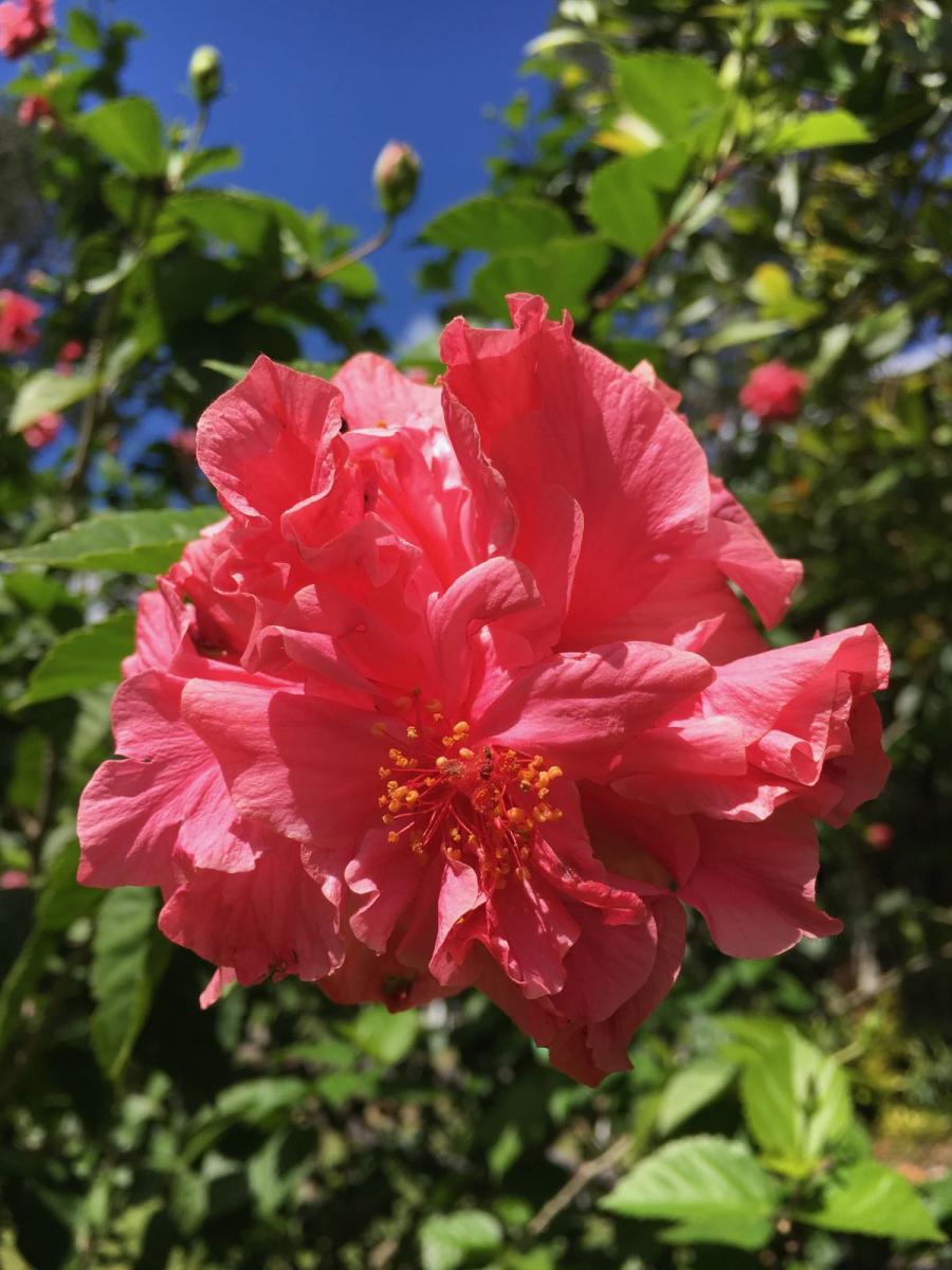 Hibiscus variety