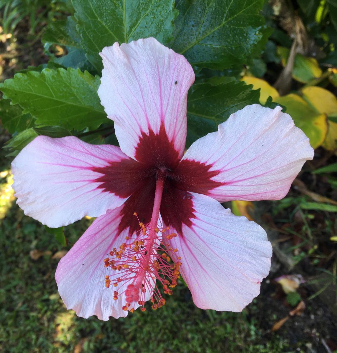 Hibiscus variety (1)