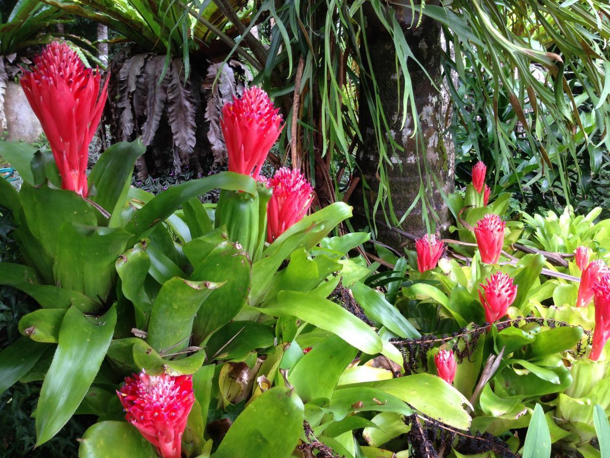 Bromeliad (Bilbergia pyrimidalis)