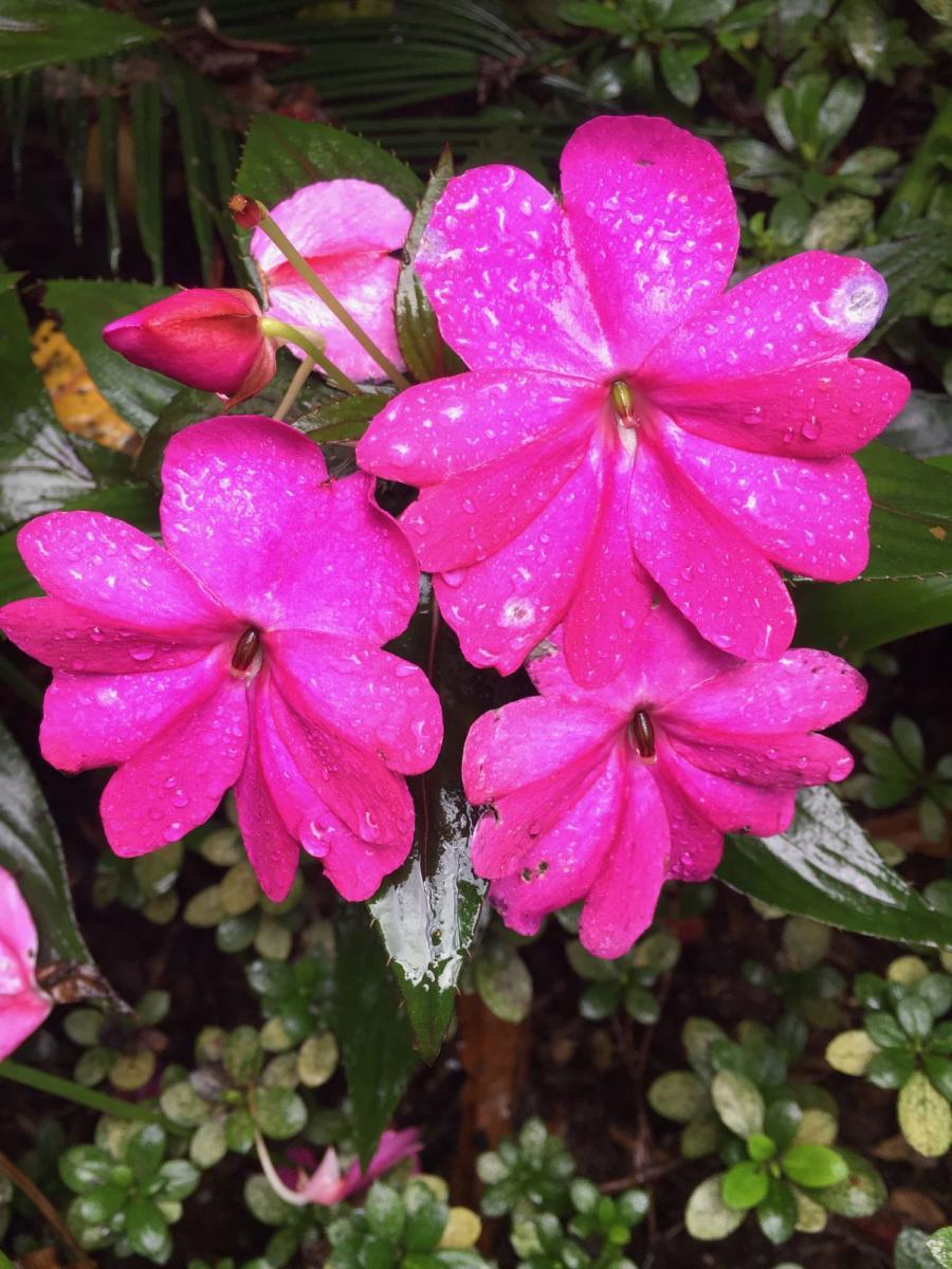 New Guinea Impatiens