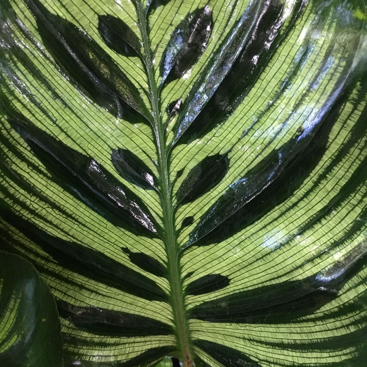 Calathea  makoyana