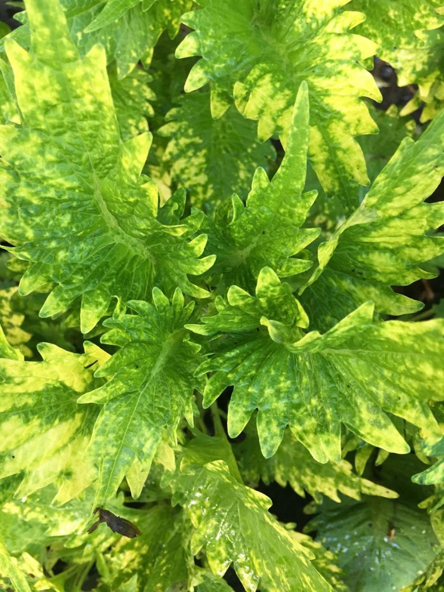 Coleus variety