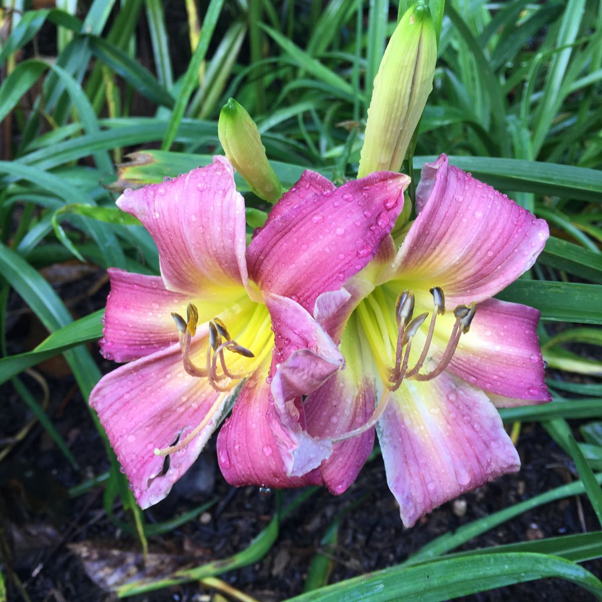 Day Lily variety (Hemerocallis)