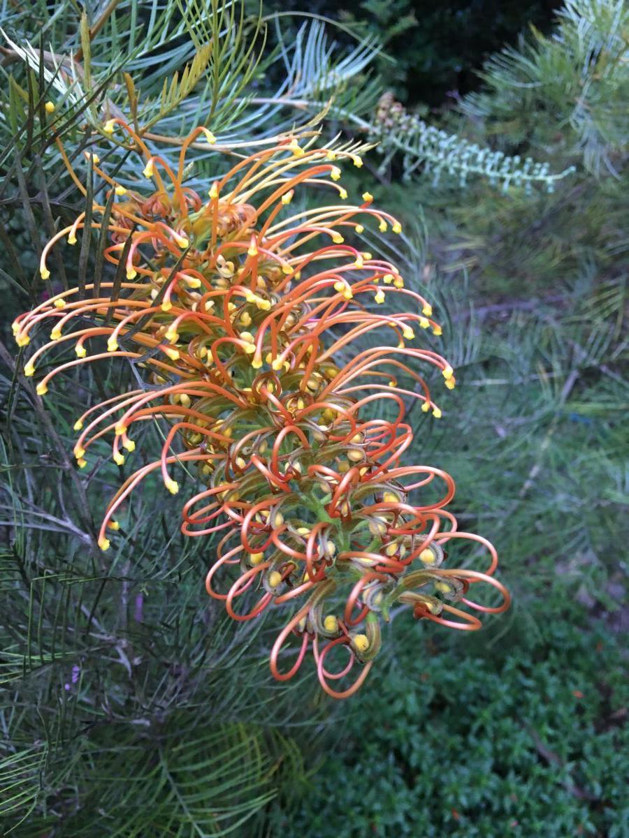 Grevillia variety Amber Blaze