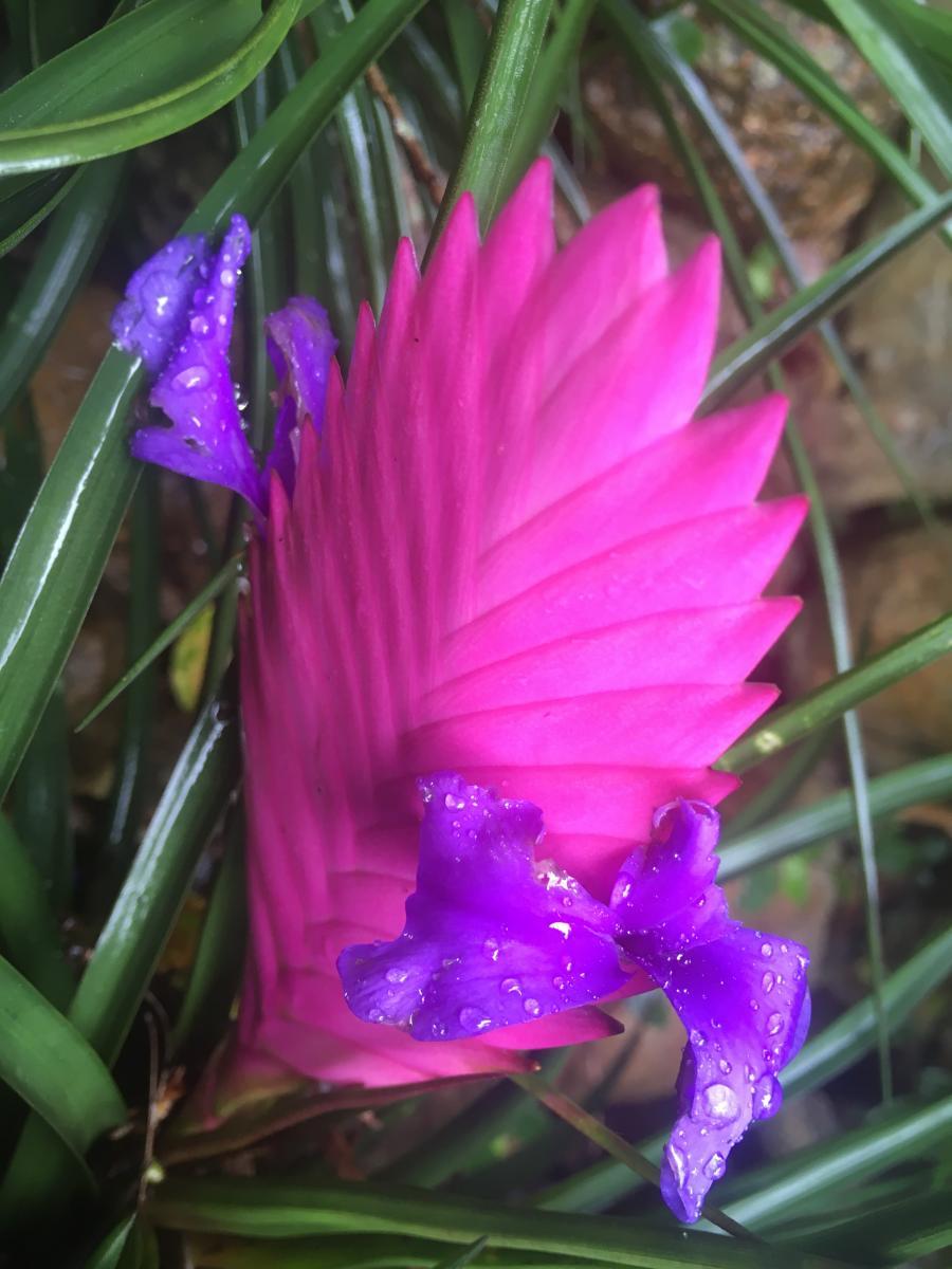 Pink Quill (Tillandsia cyanea)