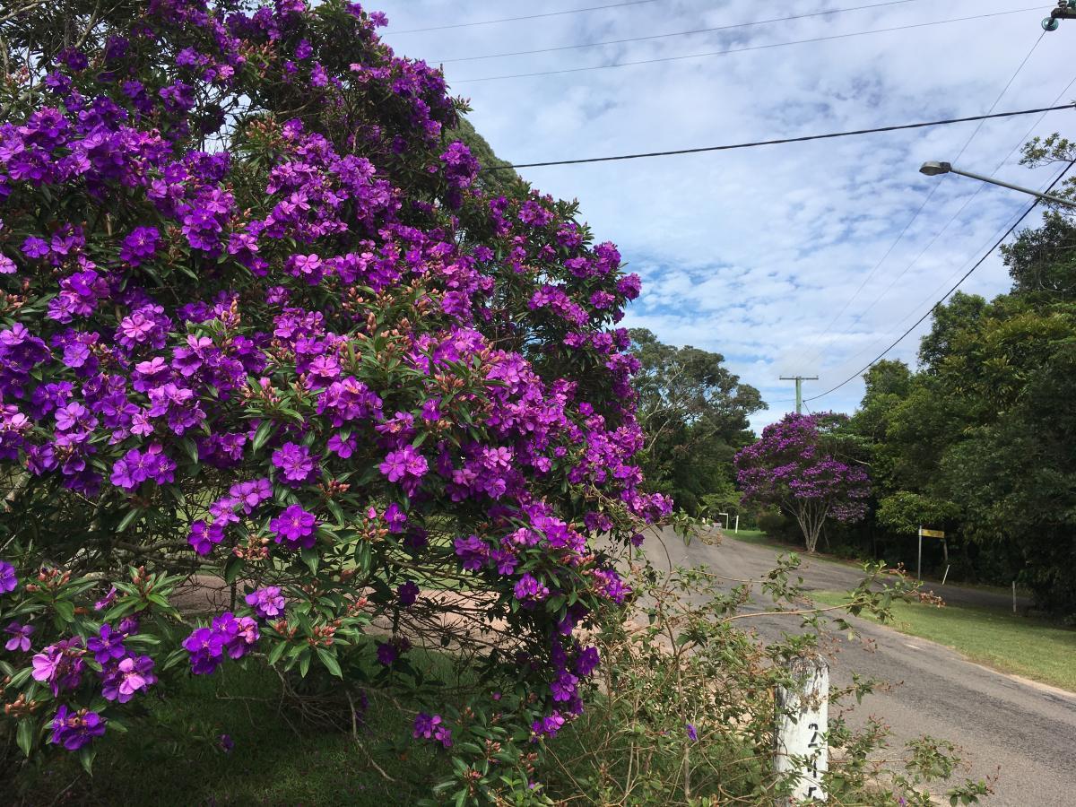 Tibouchina Astonville