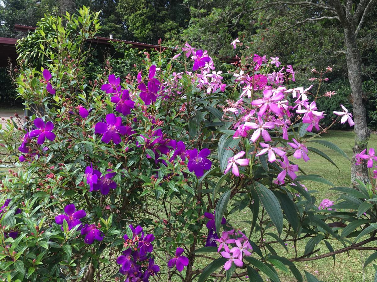 Tibouchina varieties