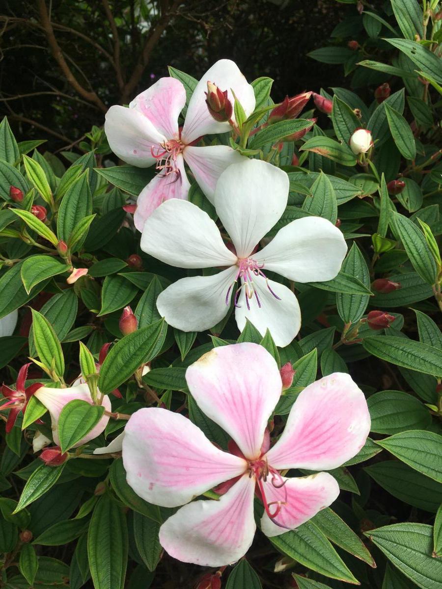 Tibouchina variety Peace Baby