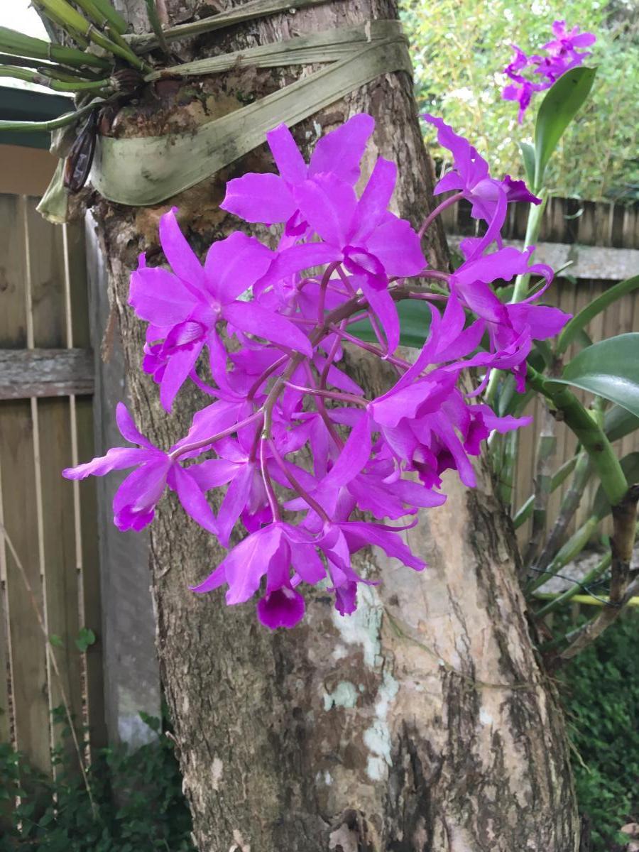 Orchid